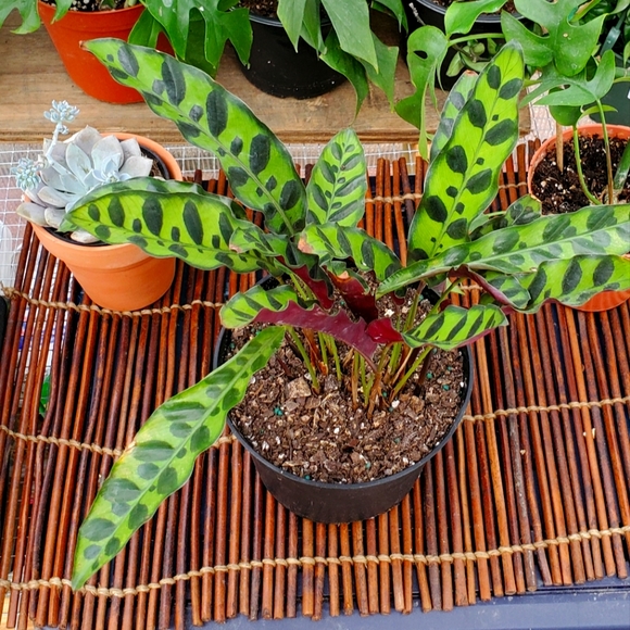 🌱Calathea Rattlesnake | 4" pot - Picture 3 of 7